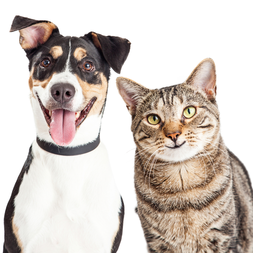 Closeup of a happy and smiling tabby cat and mixed breed dog looking forward into the camera